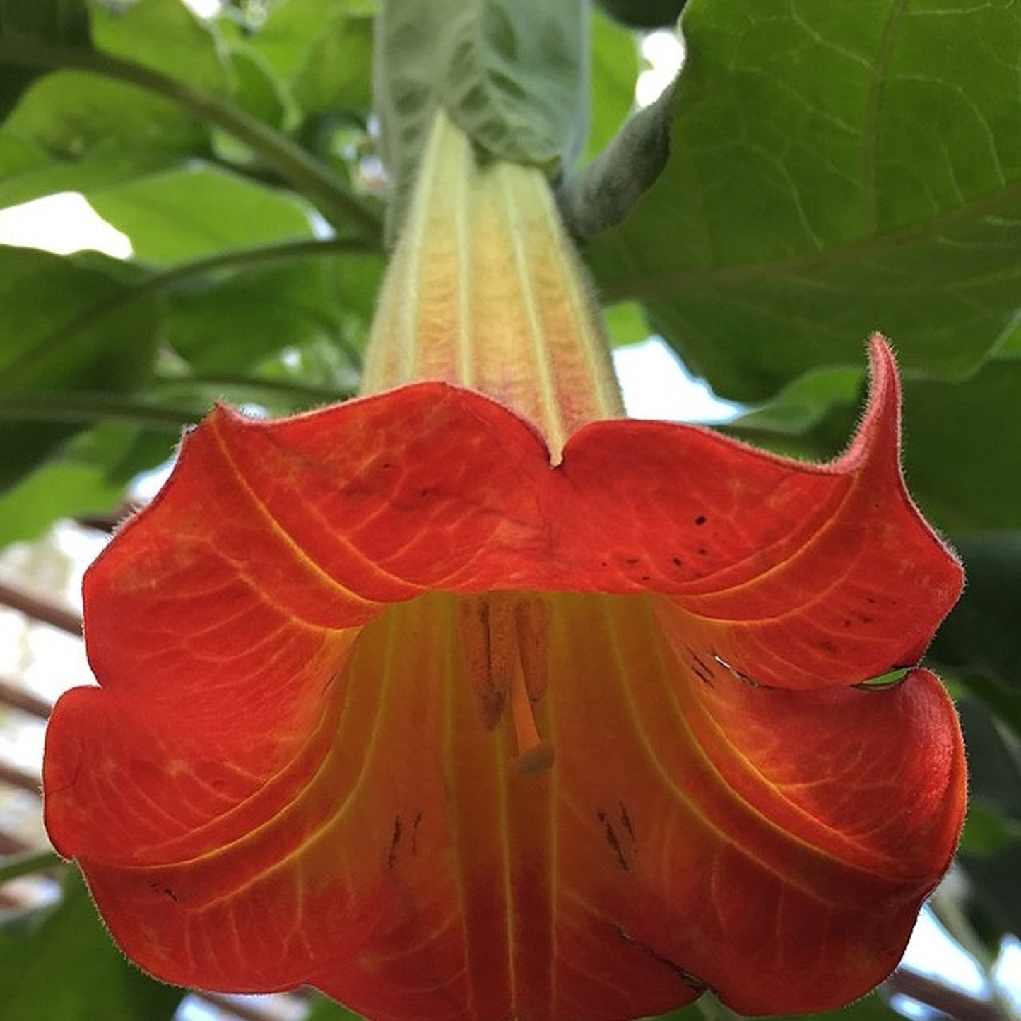 Orange Angel's Trumpet - Brugmansia sanguinea 'Aurantia' - 20 X seeds