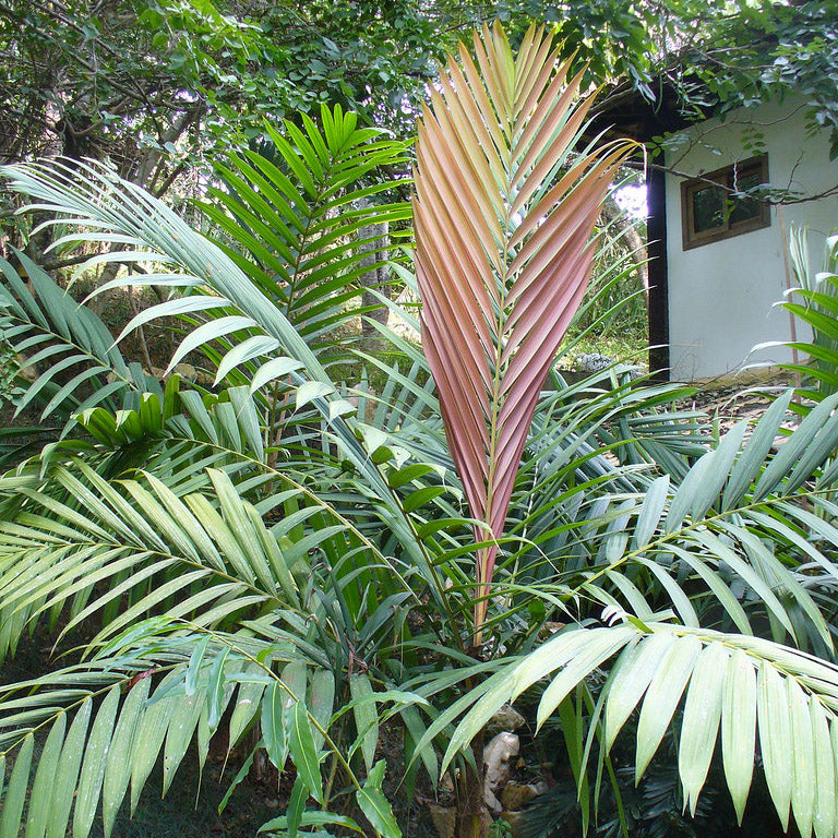 Calyptrocalyx albertisianus