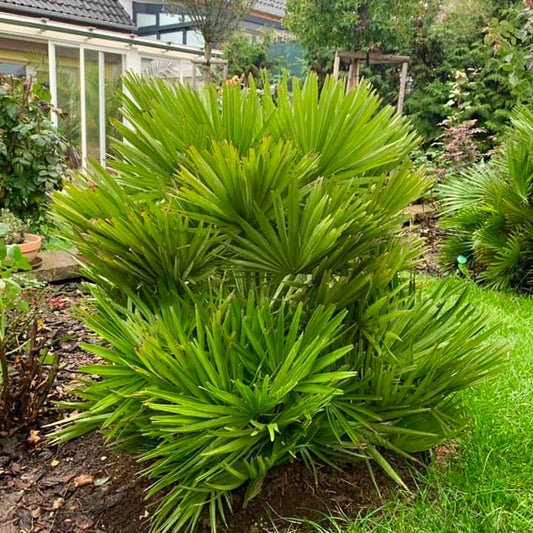 Chamaerops humilis 'Vulcano'