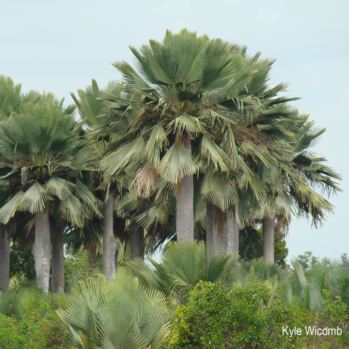 Copernicia gigas