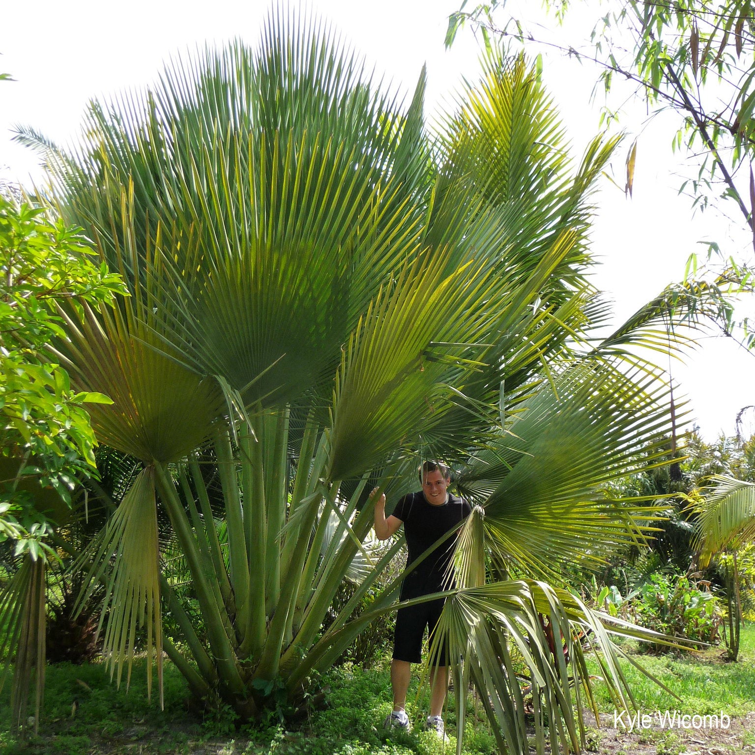 Copernicia gigas