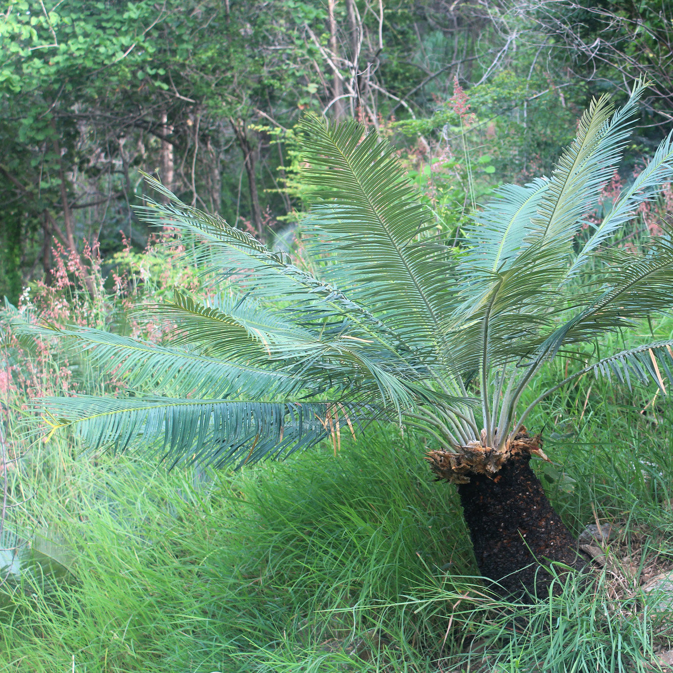 Cycas siamensis - Thai Sago - 15 - 20 cm plant