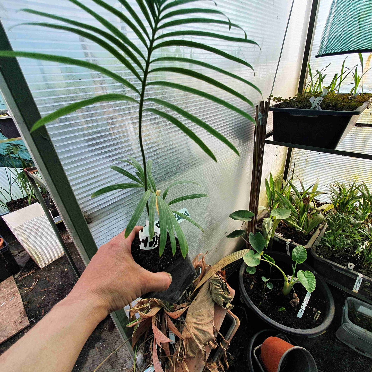 Cycas siamensis - Thai Sago - 15 - 20 cm plant