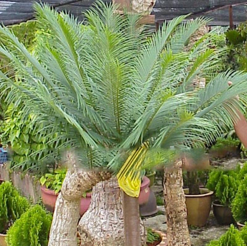 Cycas siamensis - Thai Sago - 15 - 20 cm plant