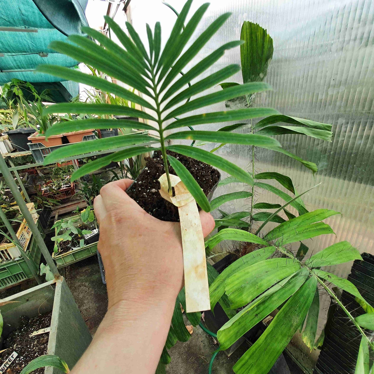 Cycas siamensis - Thai Sago - 15 - 20 cm plant