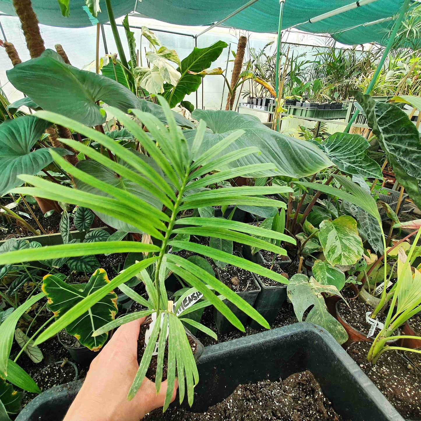 Cycas siamensis - Thai Sago - 15 - 20 cm plant