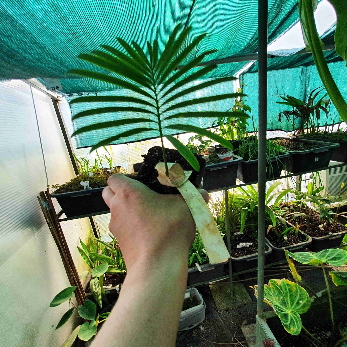 Cycas siamensis - Thai Sago - 15 - 20 cm plant