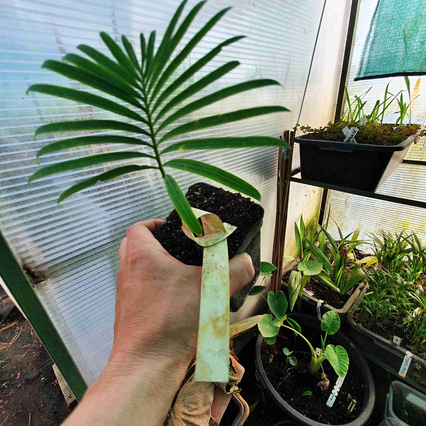 Cycas siamensis - Thai Sago - 15 - 20 cm plant