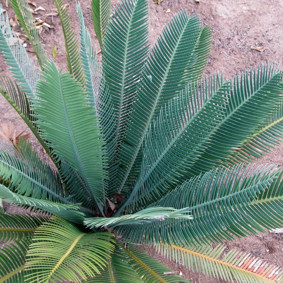 Dioon edule