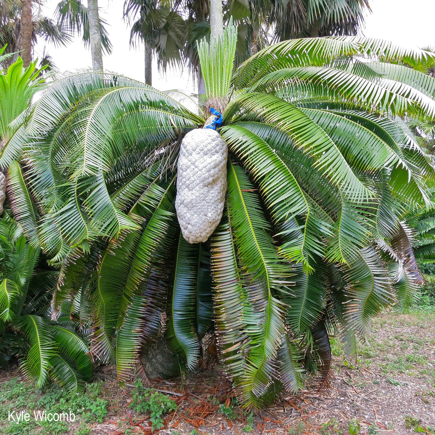 Dioon spinulosum