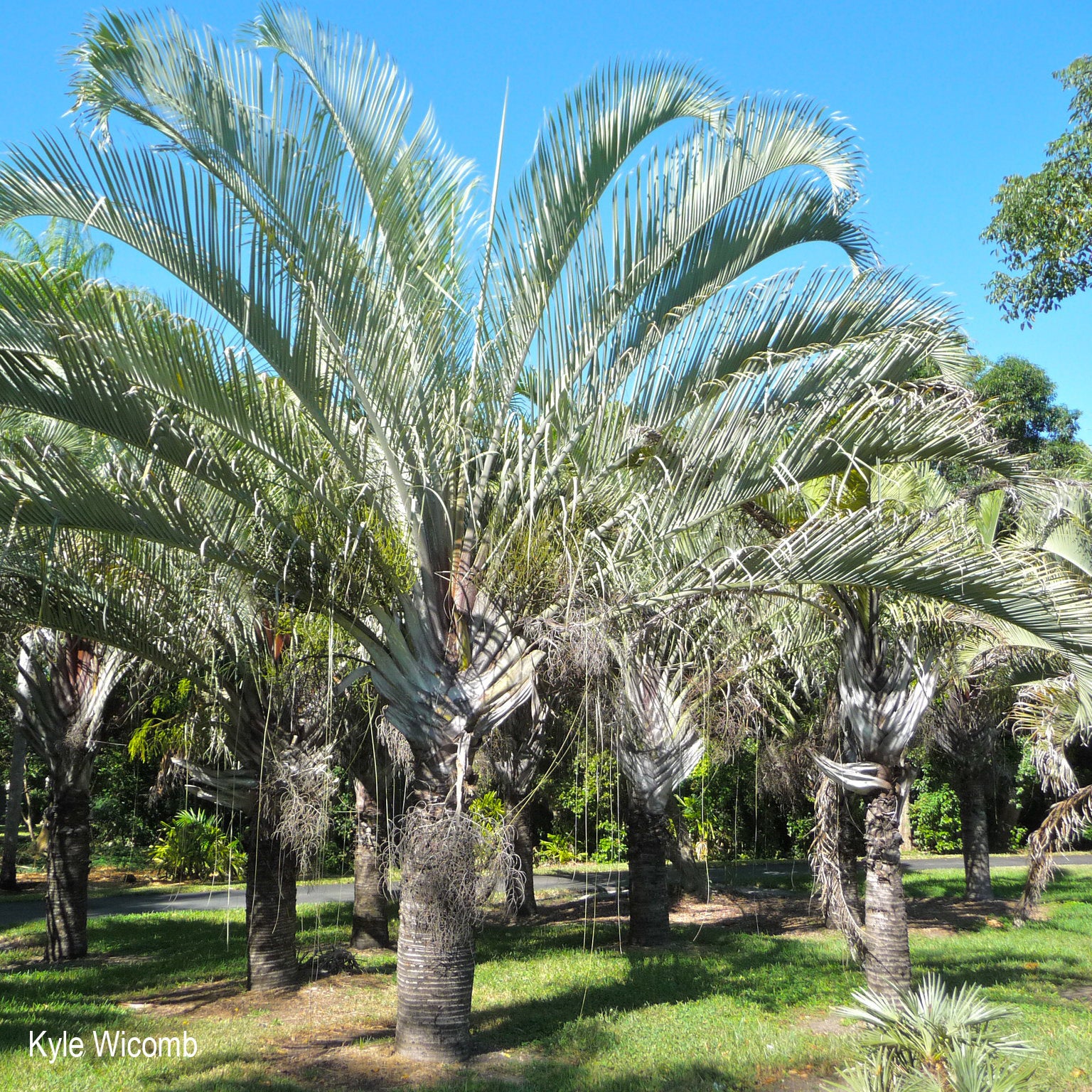 Dypsis decaryi