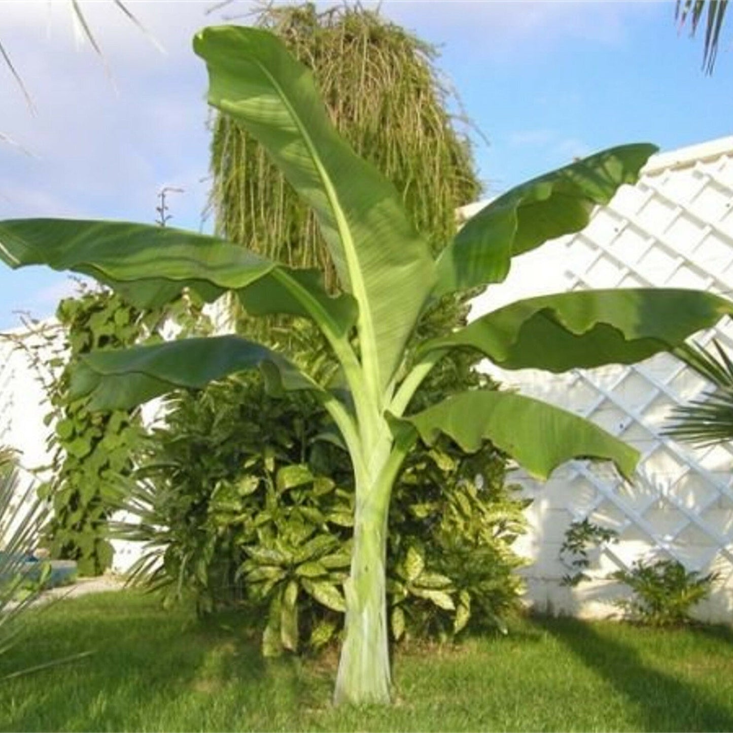 Ensete glaucum