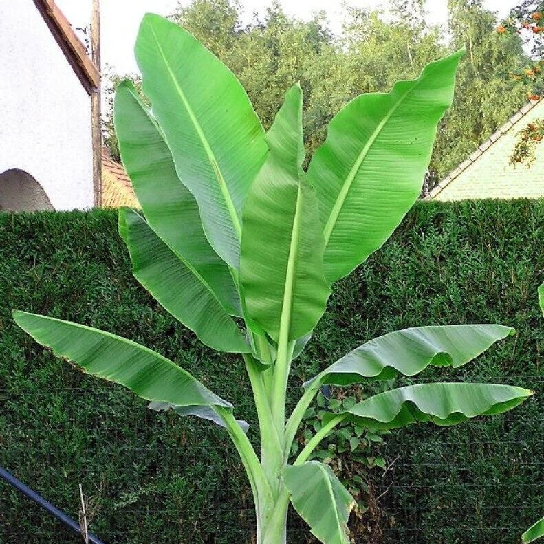 Ensete glaucum