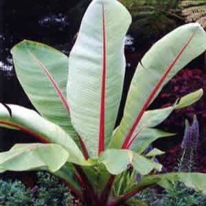 Ensete ventricosum