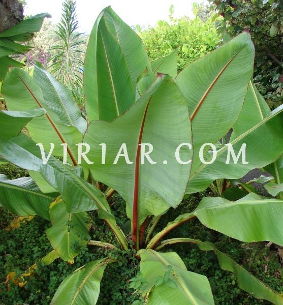 Ensete ventricosum