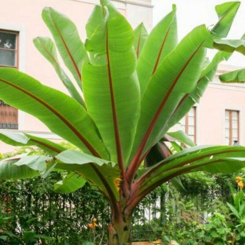 Ensete ventricosum