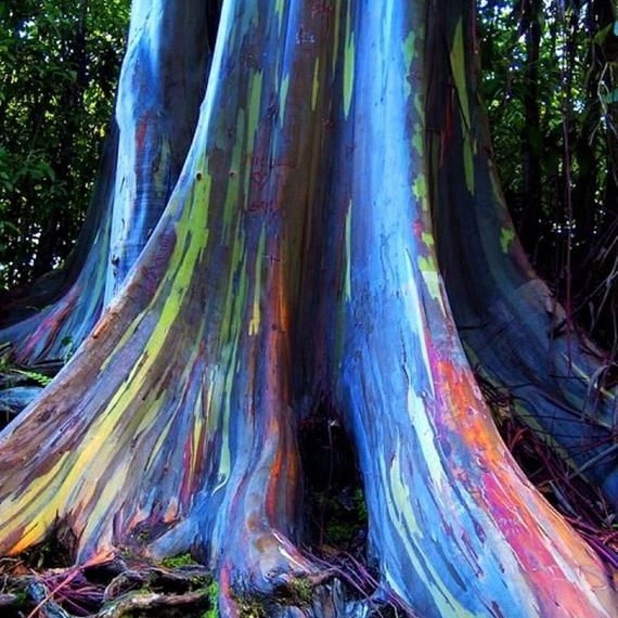 Eucalyptus for 2024 Rainbow