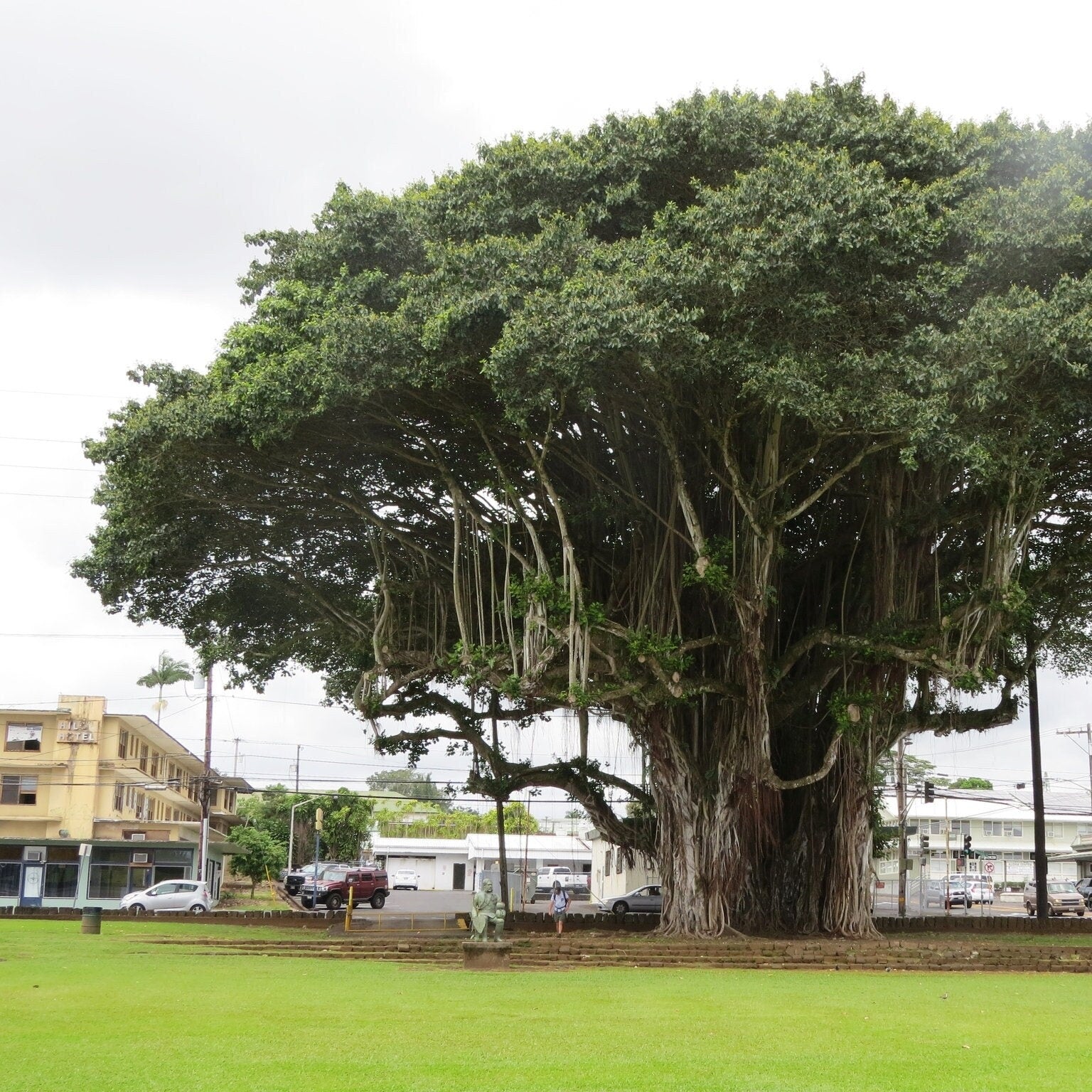 Ficus benghalensis