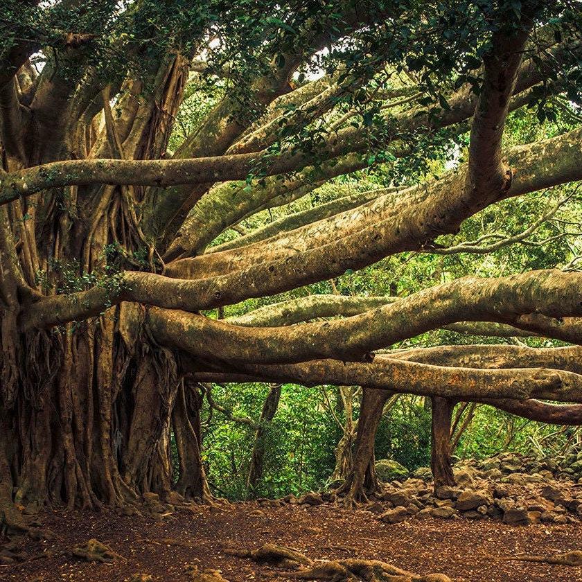 Ficus benghalensis