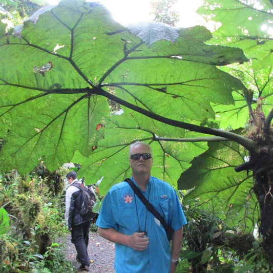 Gunnera Insignis