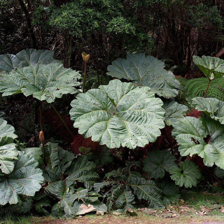 Gunnera Insignis