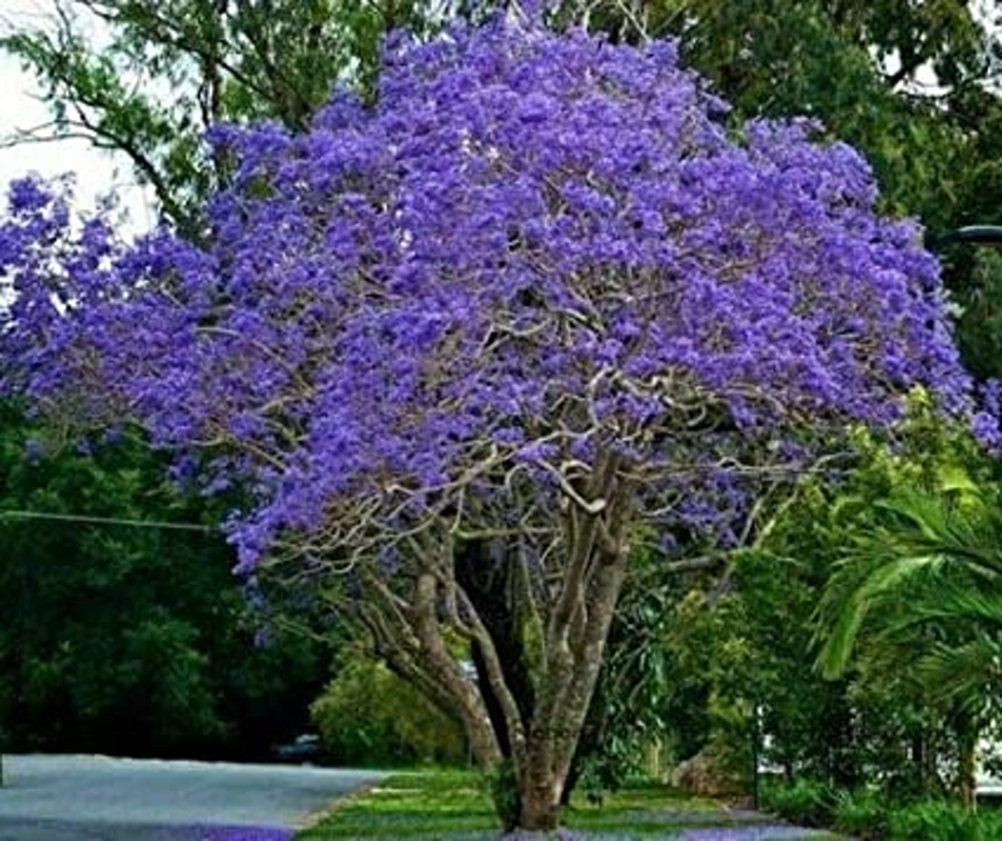 Jacaranda mimosifolia