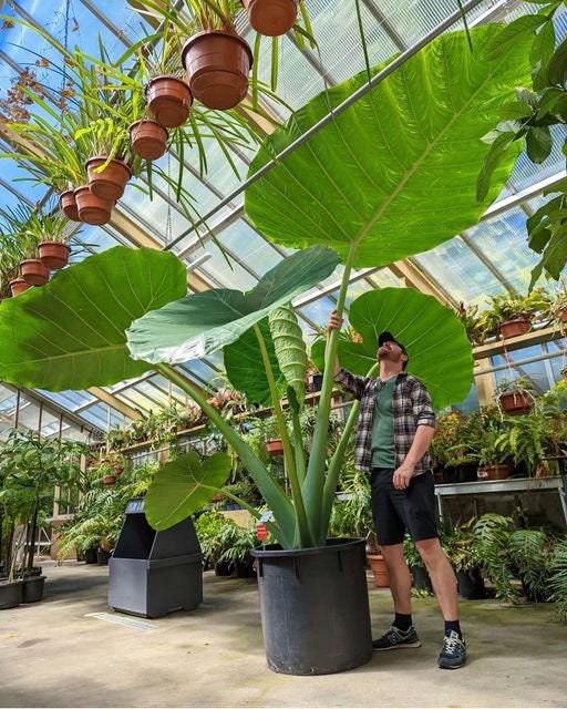 Leucocasia gigantea