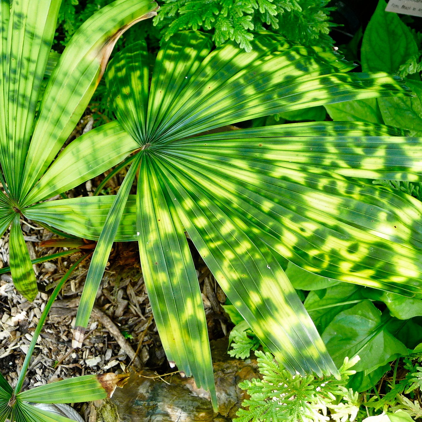 Licuala mattanensis 'Mapu' - Paradise Palm - 2 x seeds fresh seeds