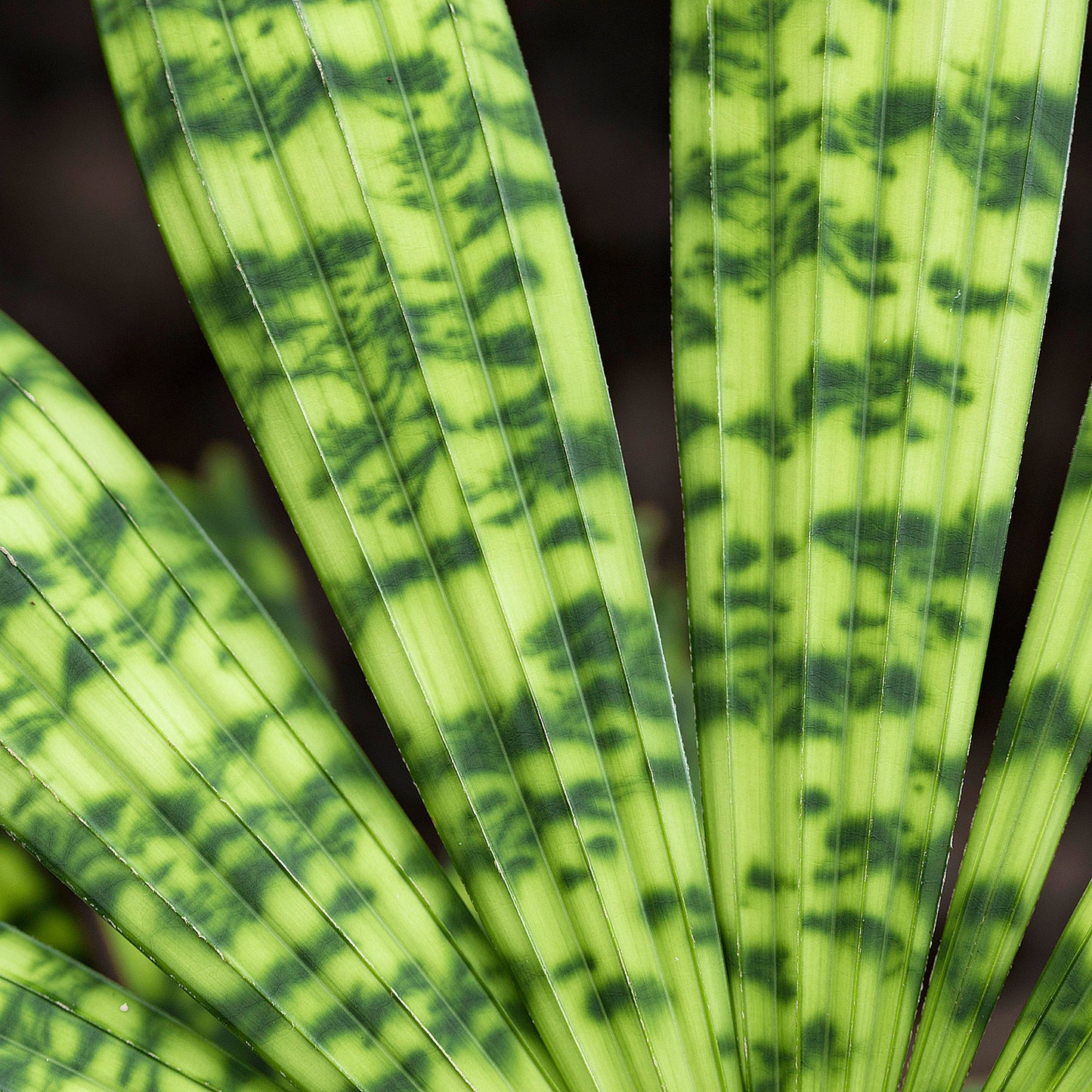Licuala mattanensis 'Mapu' - Paradise Palm - 2 x seeds fresh seeds
