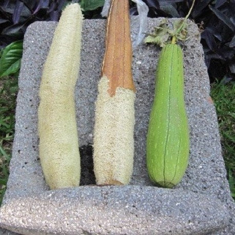 Luffa cylindrica