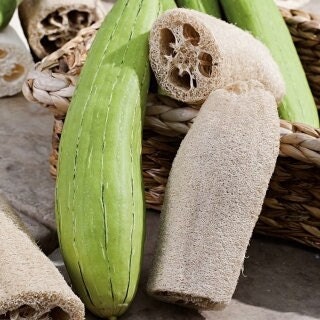 Luffa cylindrica