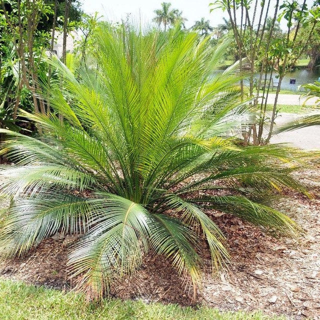 Macrozamia communis