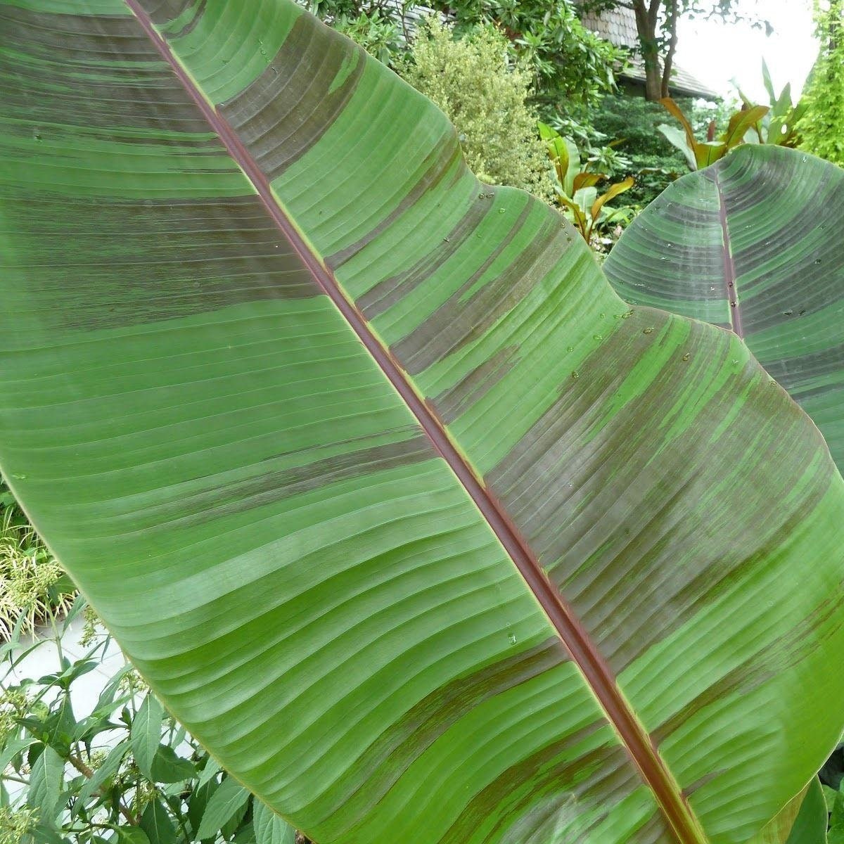 Musa sikkimensis