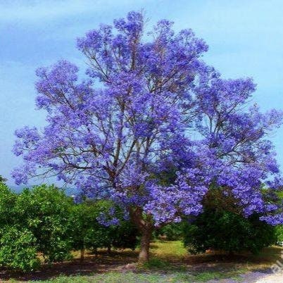 Paulownia tomentosa