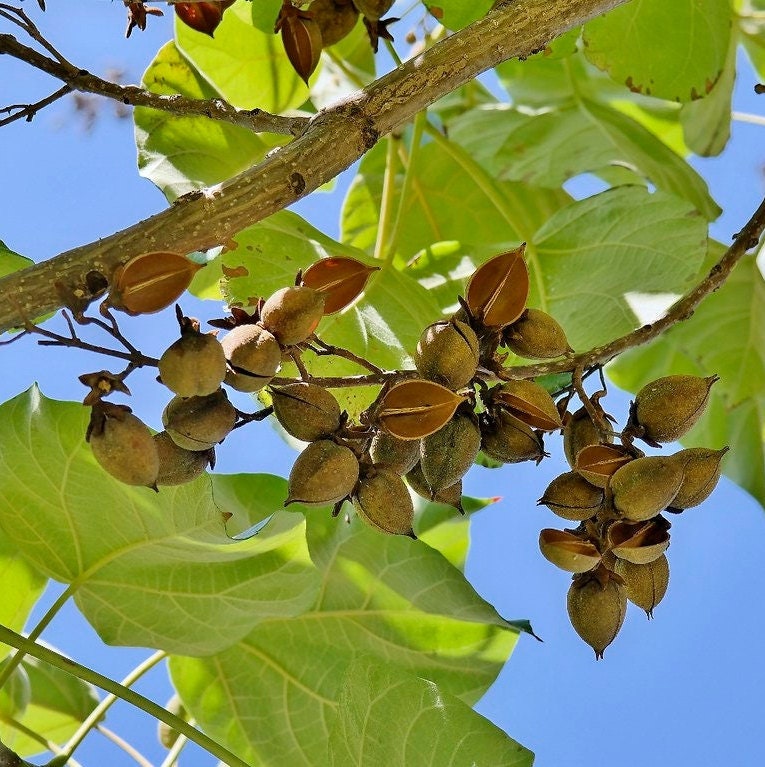 Paulownia tomentosa