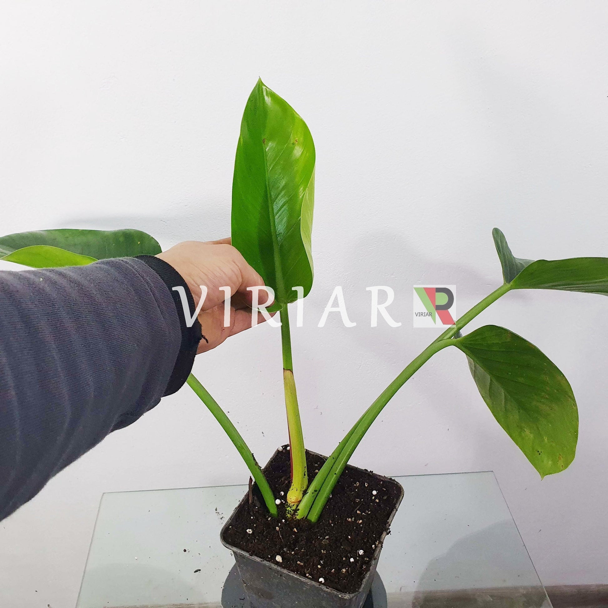 Philodendron 'Green Congo'