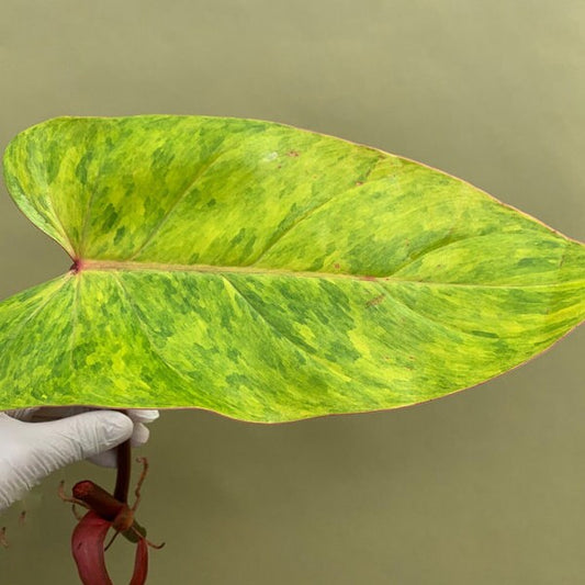 Philodendron Painted Lady