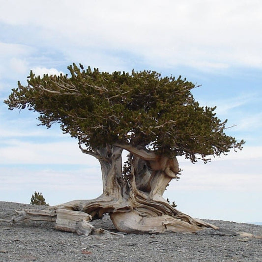 Pinus longaeva