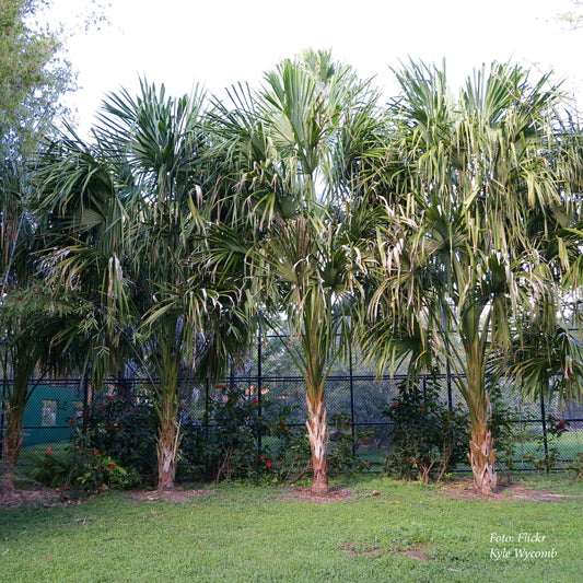 Sabal Mauritiformis