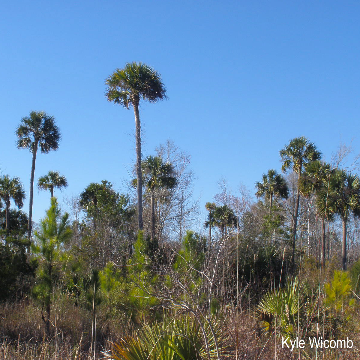 Sabal palmetto