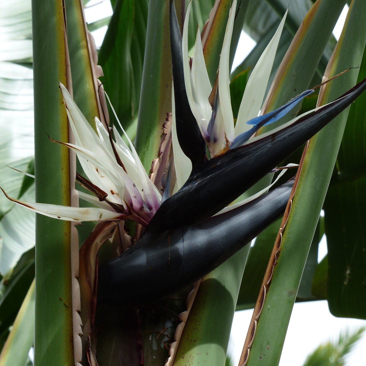 Strelitzia nicolai