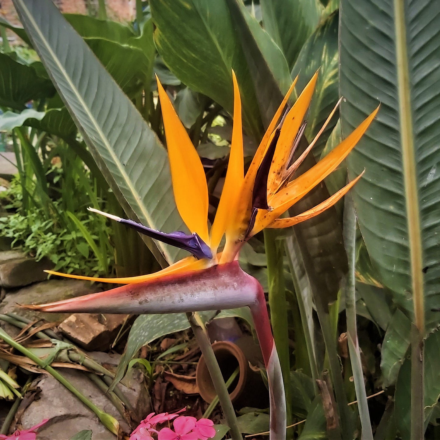 Strelitzia reginae - Orange Bird of Paradise - 25 cm plant