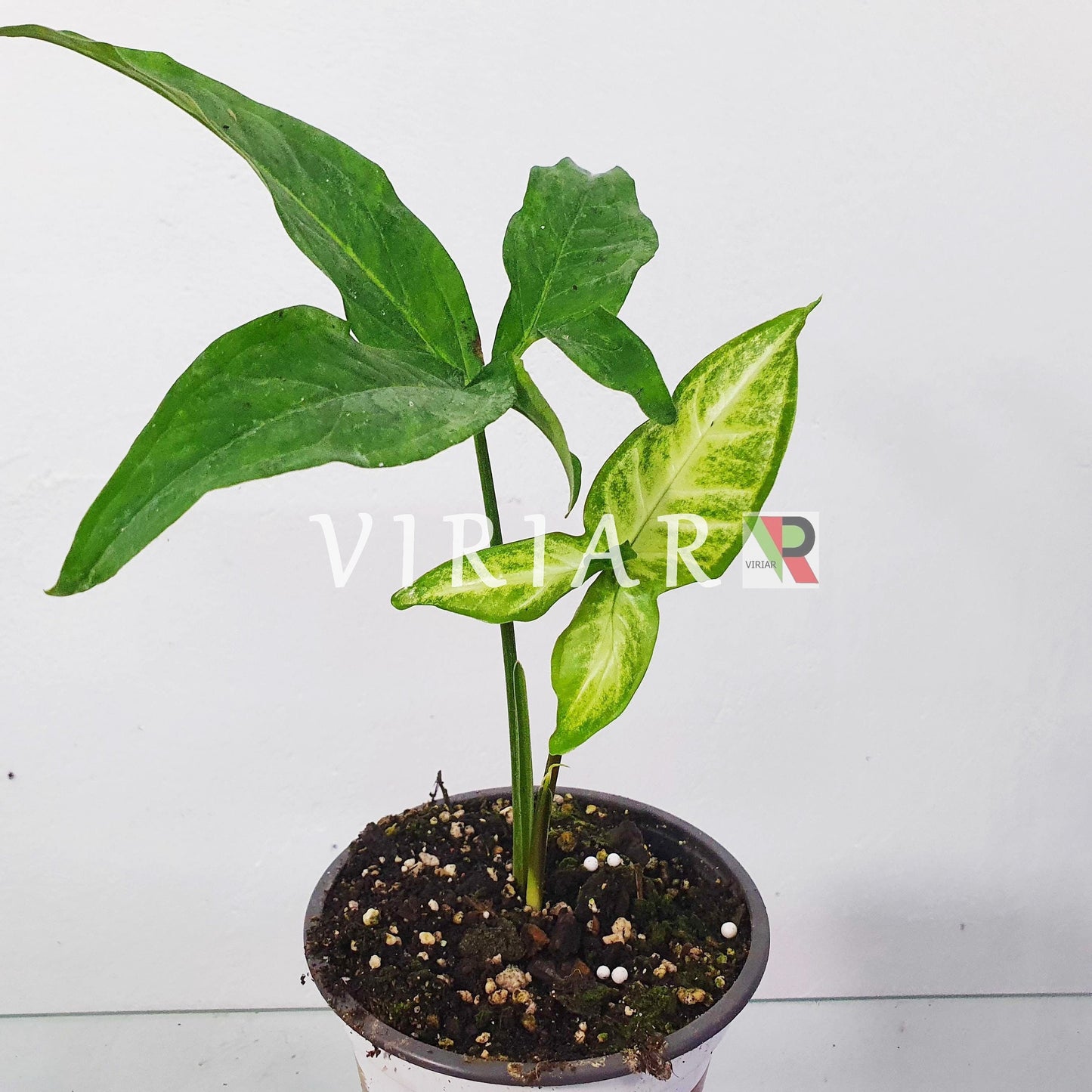 Syngonium xanthophyllum