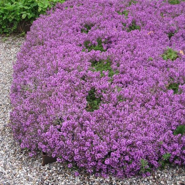 Thymus serpyllum