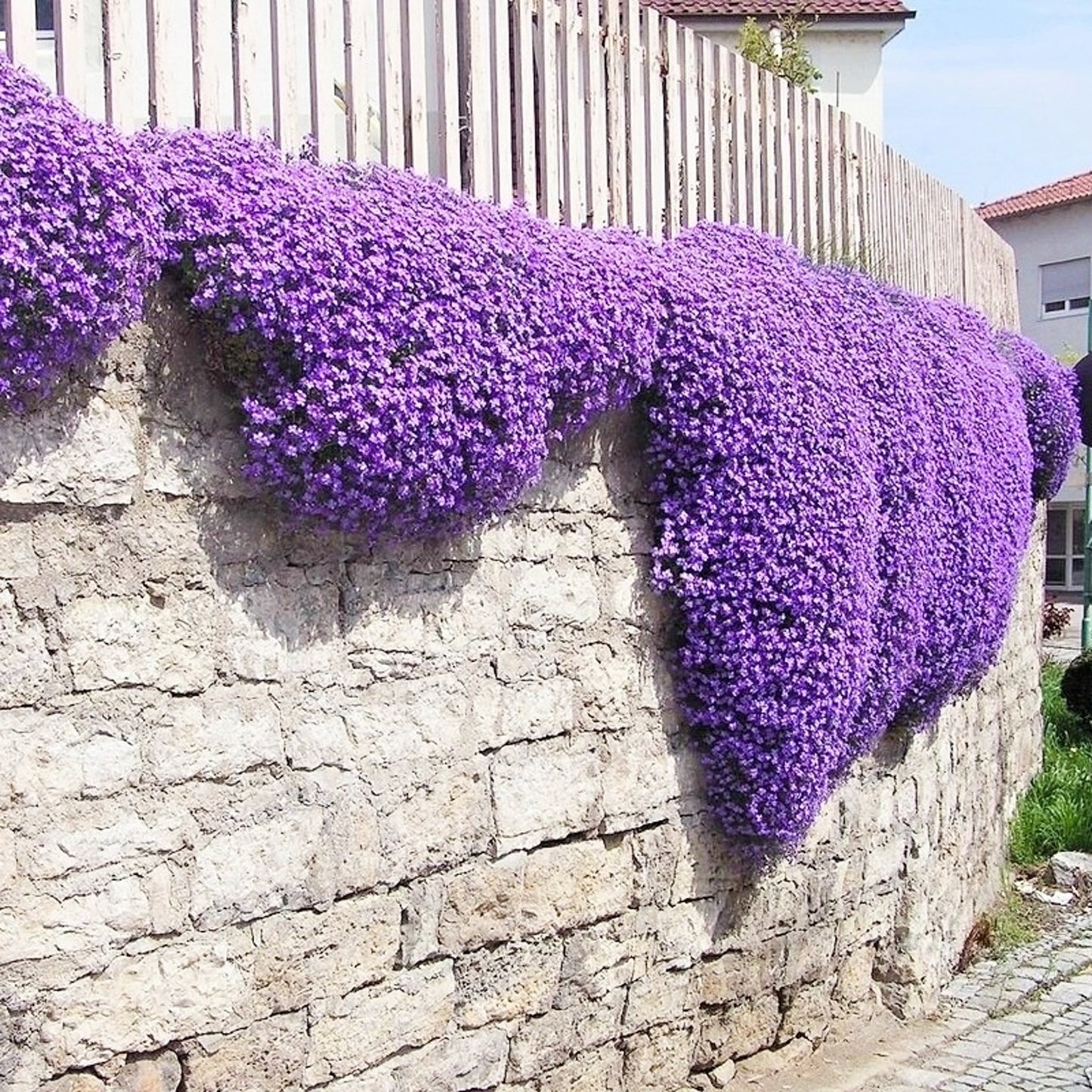 Thymus serpyllum