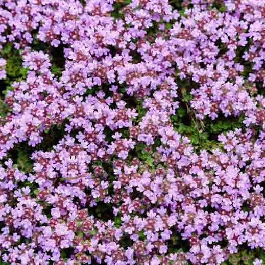 Thymus serpyllum