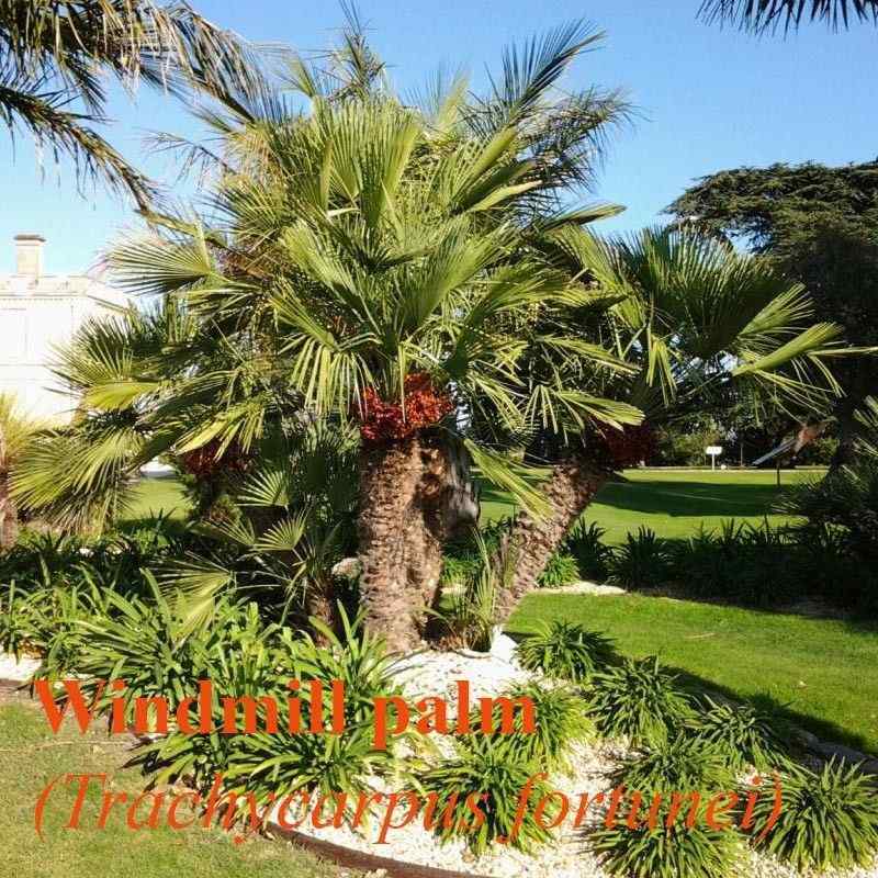 Trachycarpus fortunei, Chusan Palm, Windmill Palm - 25 X fresh seeds
