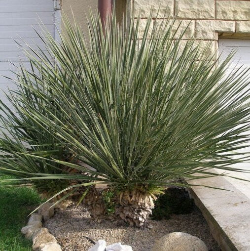 Yucca Glauca