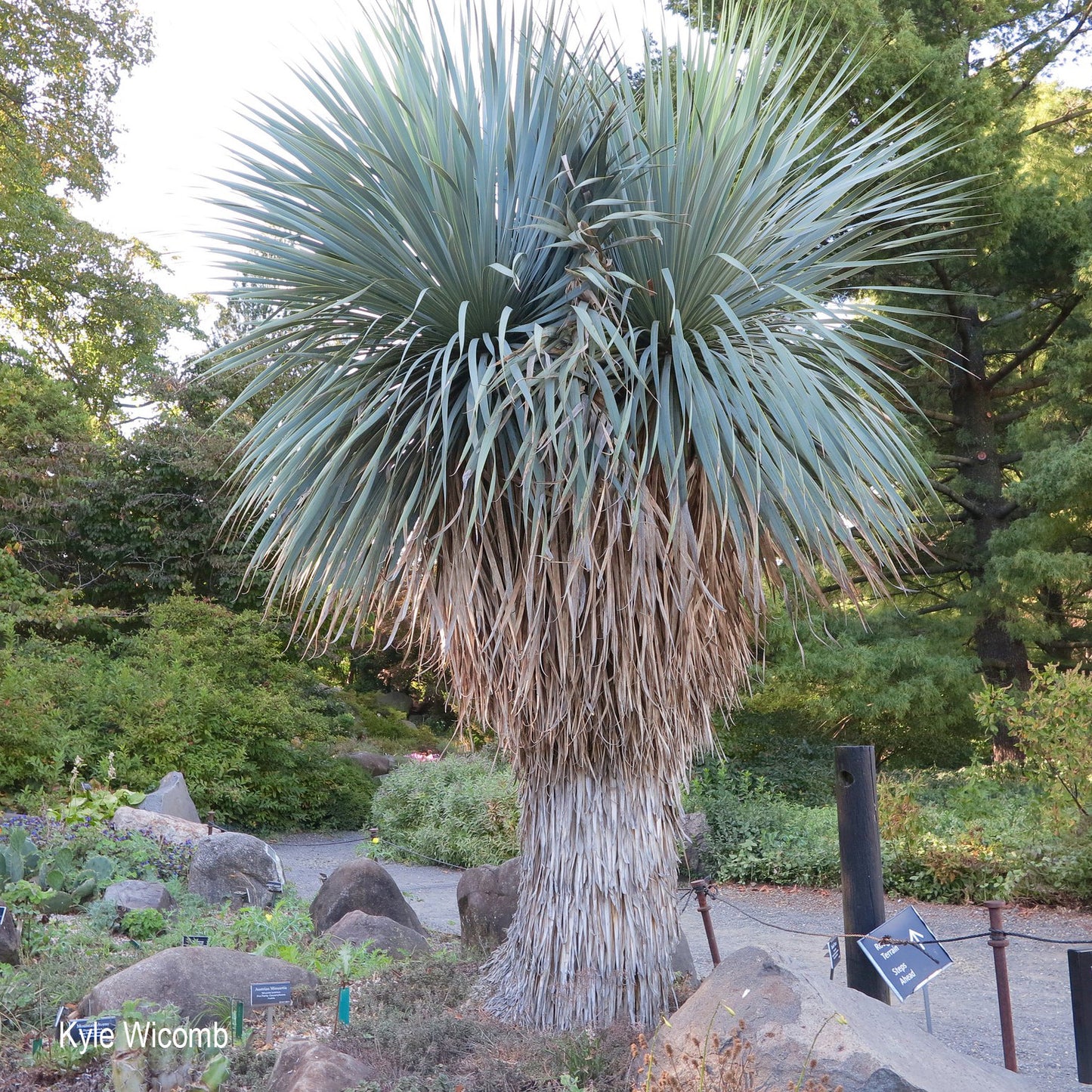 Yucca rostrata