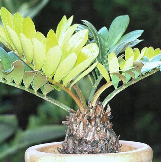 Zamia furfuracea